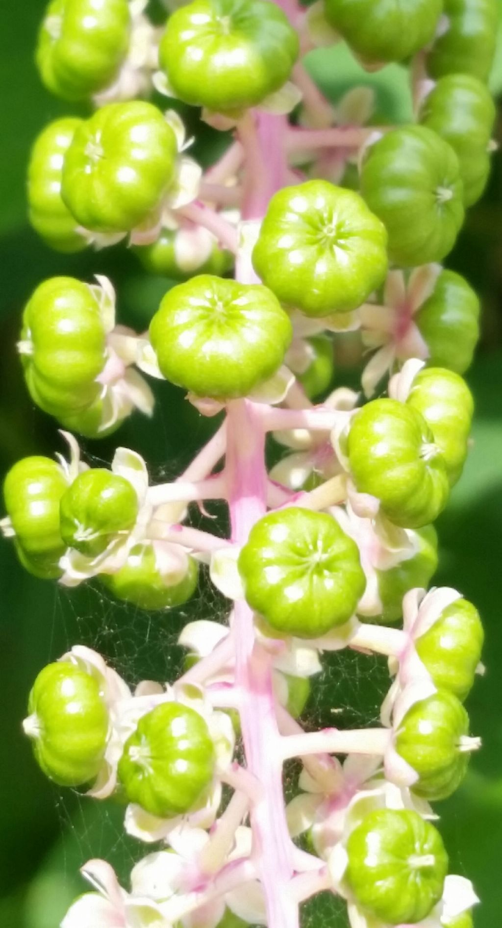 Phytolacca americana